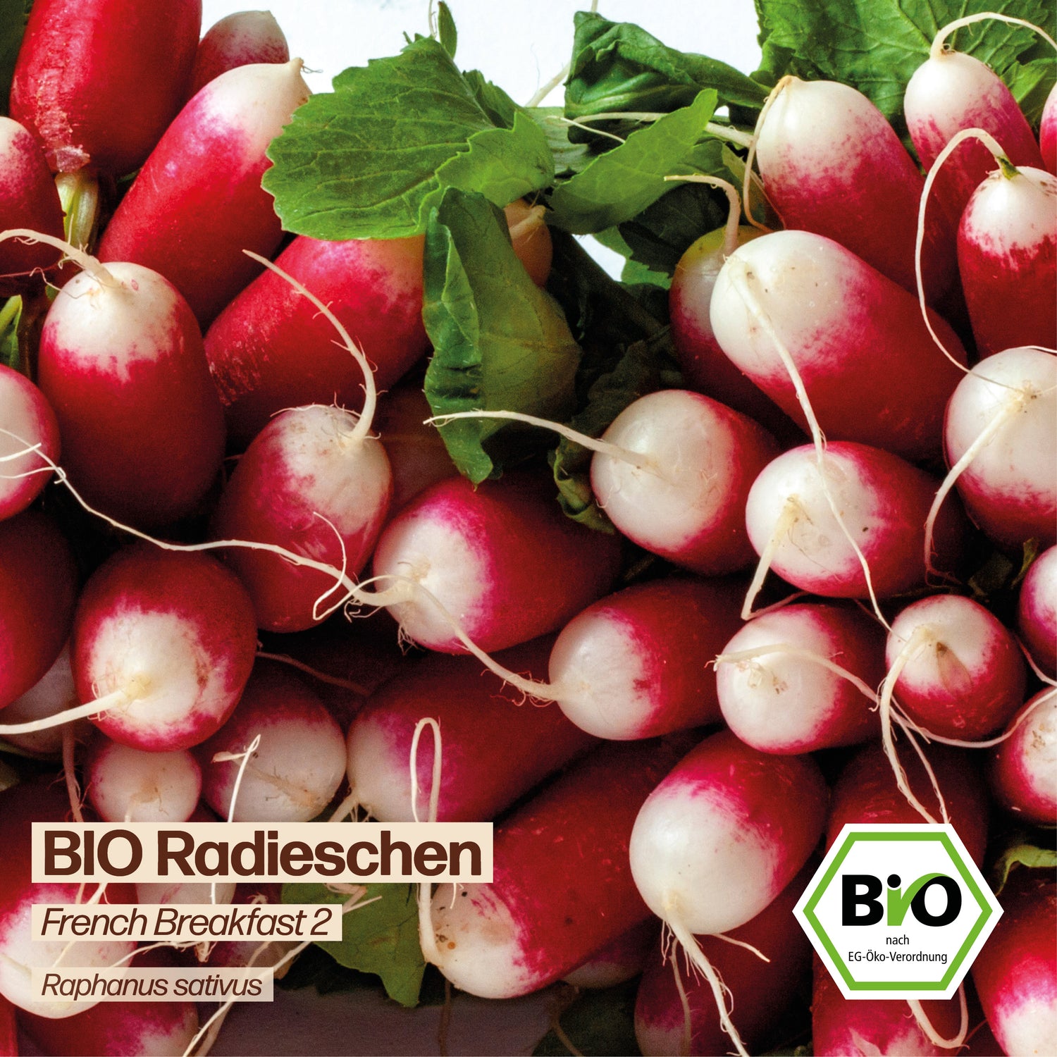 BIO Radieschen "French Breakfast 2"