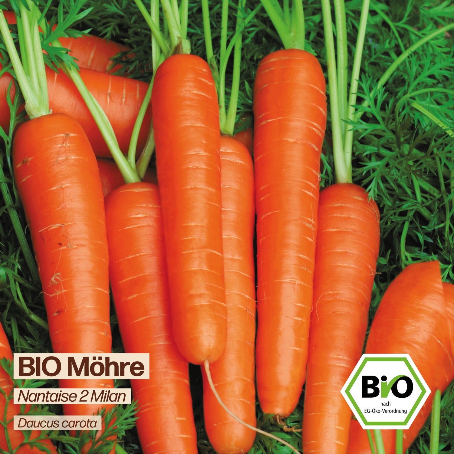 BIO Karotte "Nantaise 2 Milan"