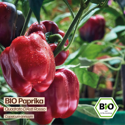 BIO Paprika "Quadrato D&