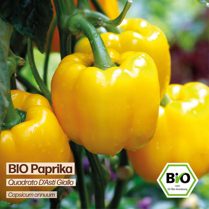 BIO Paprika "Quadrato D&