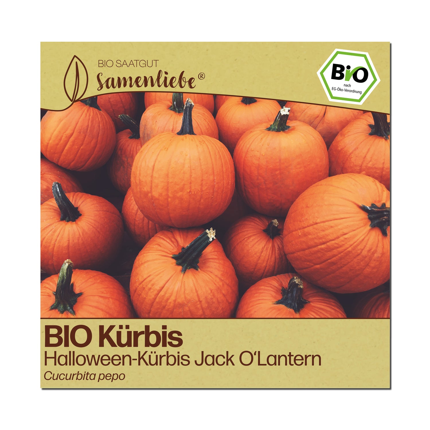 BIO Kürbis "Jack O&