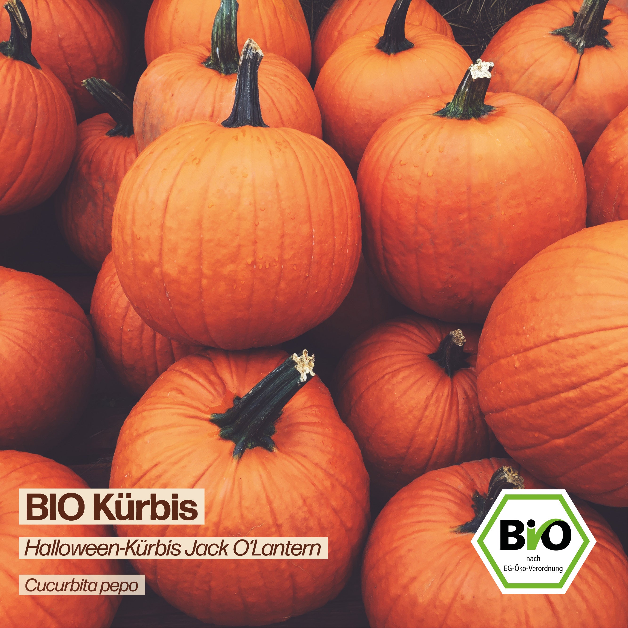 BIO Kürbis "Jack O&