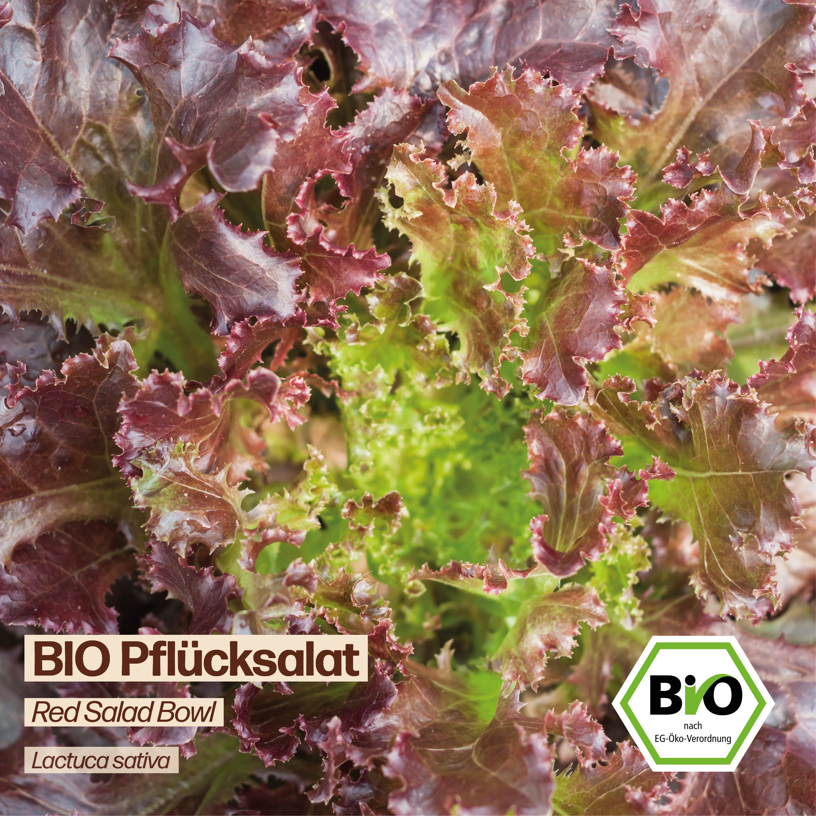 BIO Salat "Red Salad Bowl"
