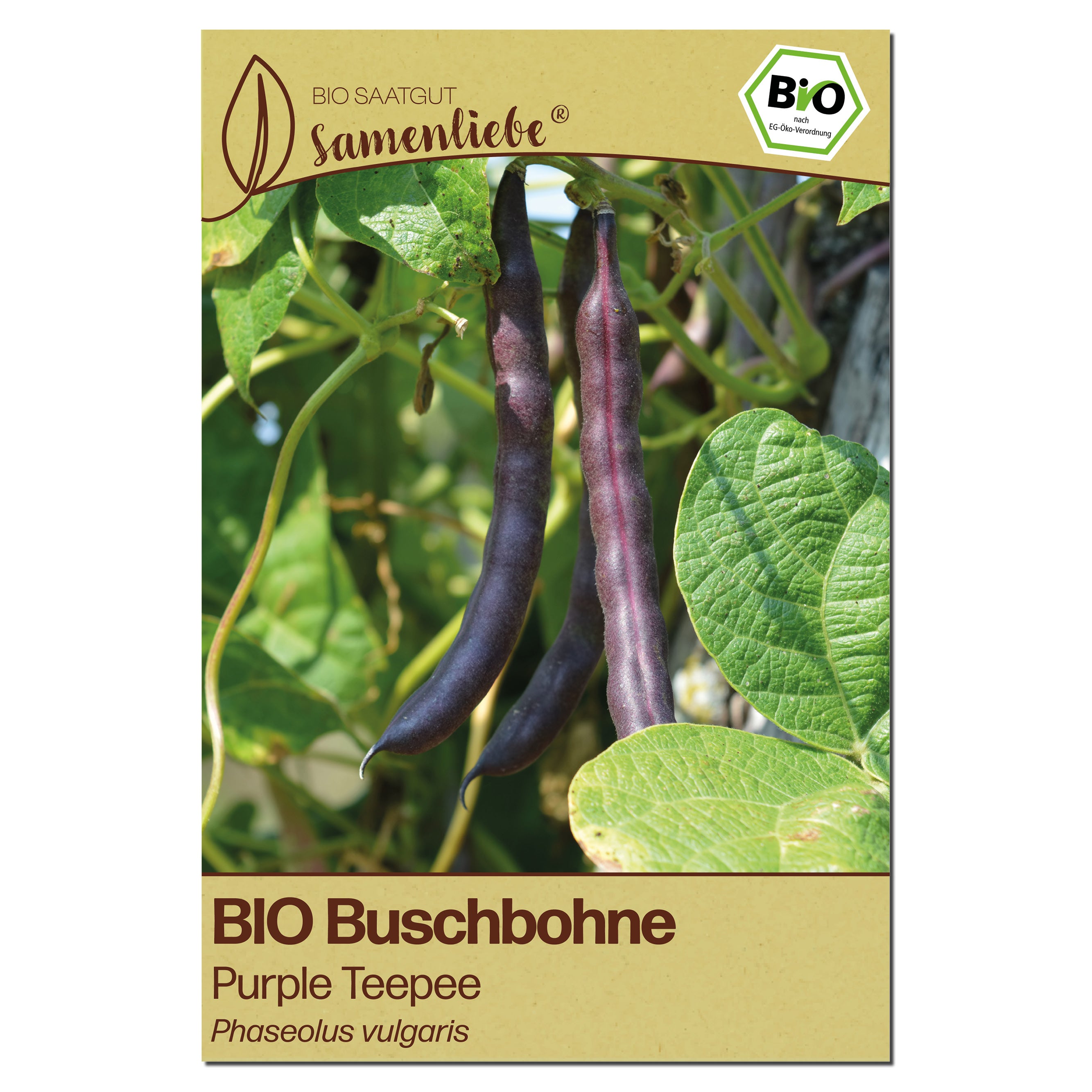 BIO Bohne "Purple Teepee"