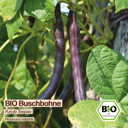 BIO Bohne "Purple Teepee"