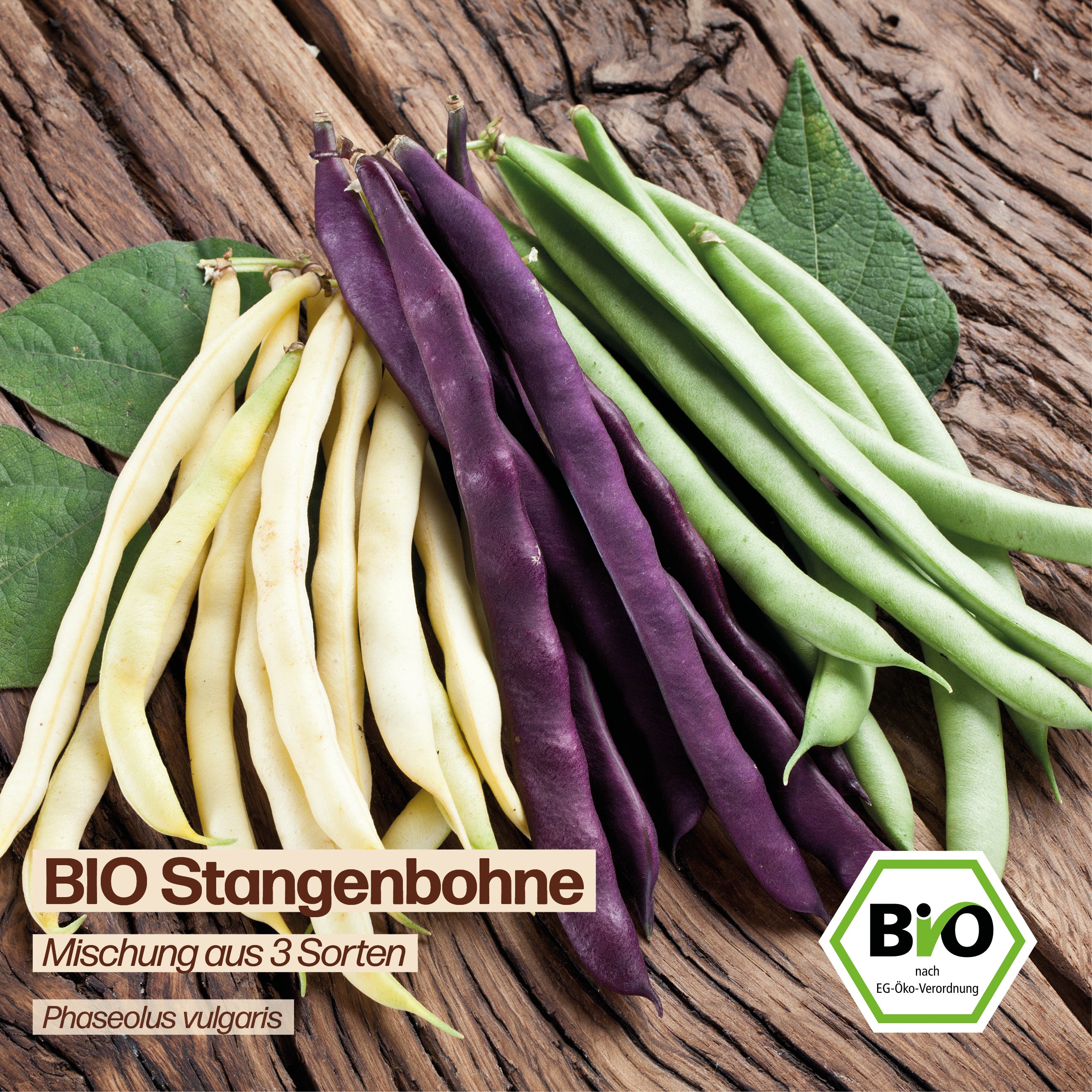 BIO Bohne "Mischung aus 3 Sorten"