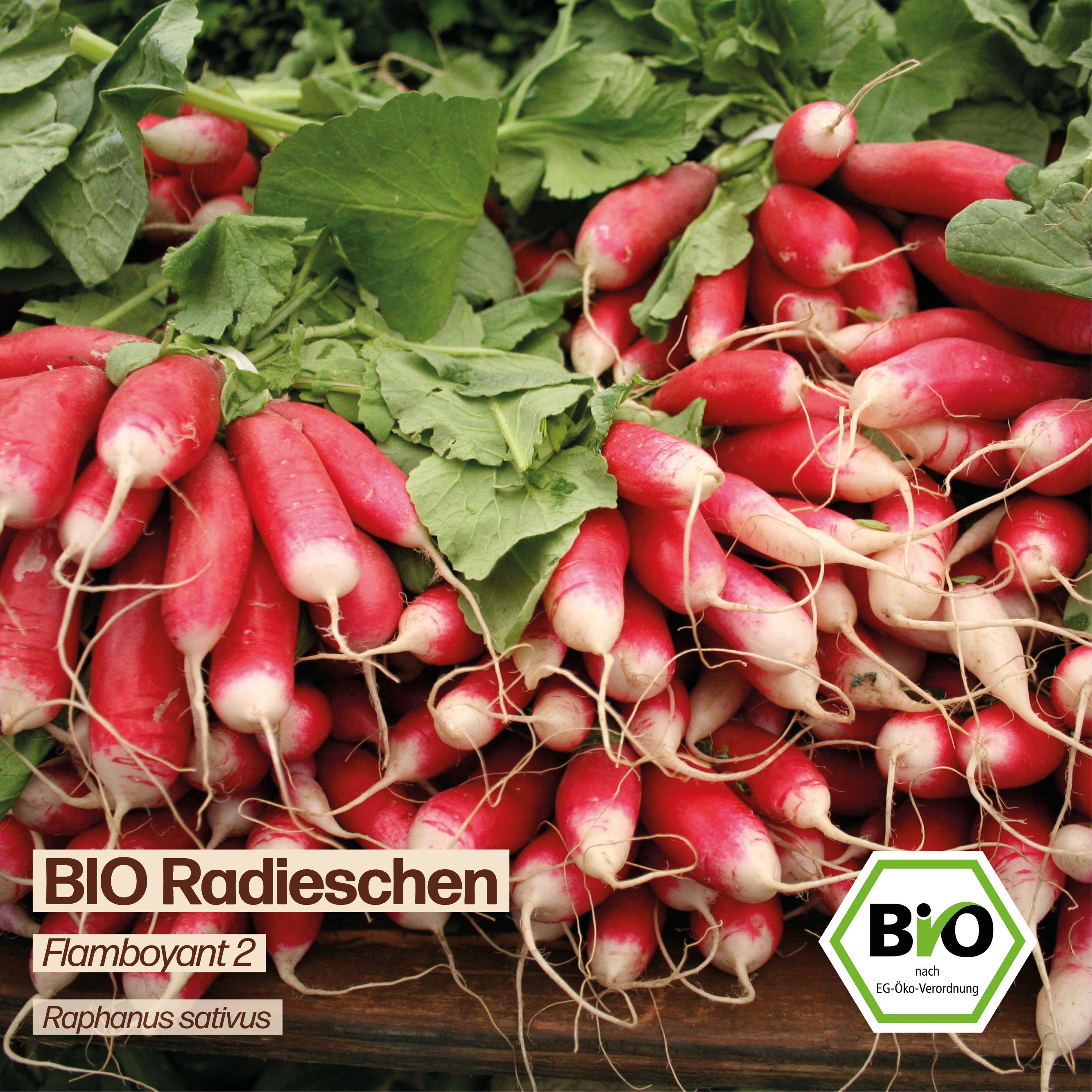 BIO Radieschen "Flamboyant 2"