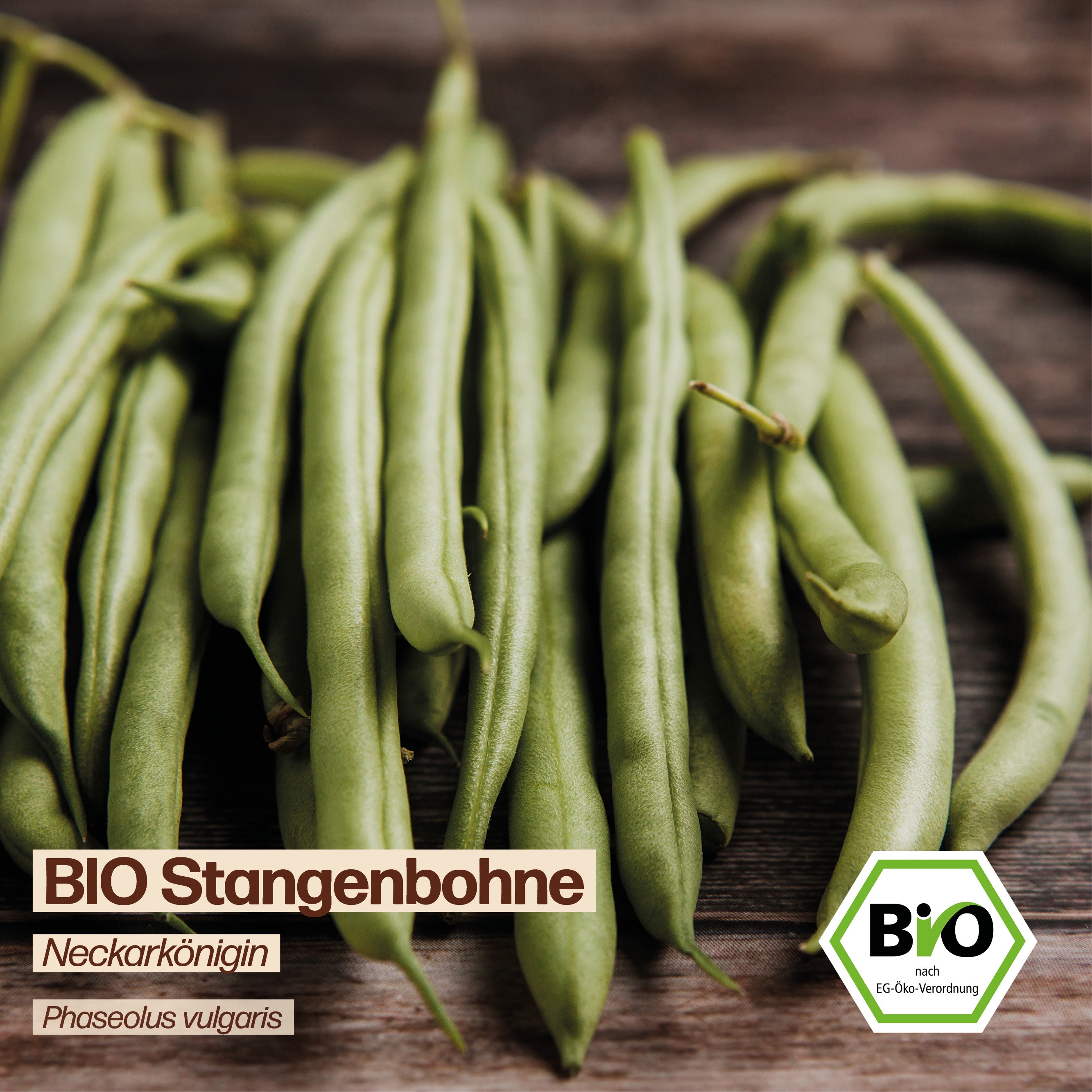 BIO Bohne "Neckarkönigin"