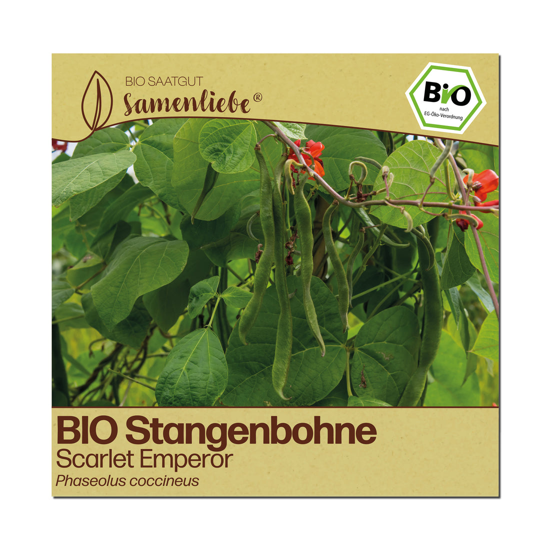 BIO Bohne "Scarlet Emperor"