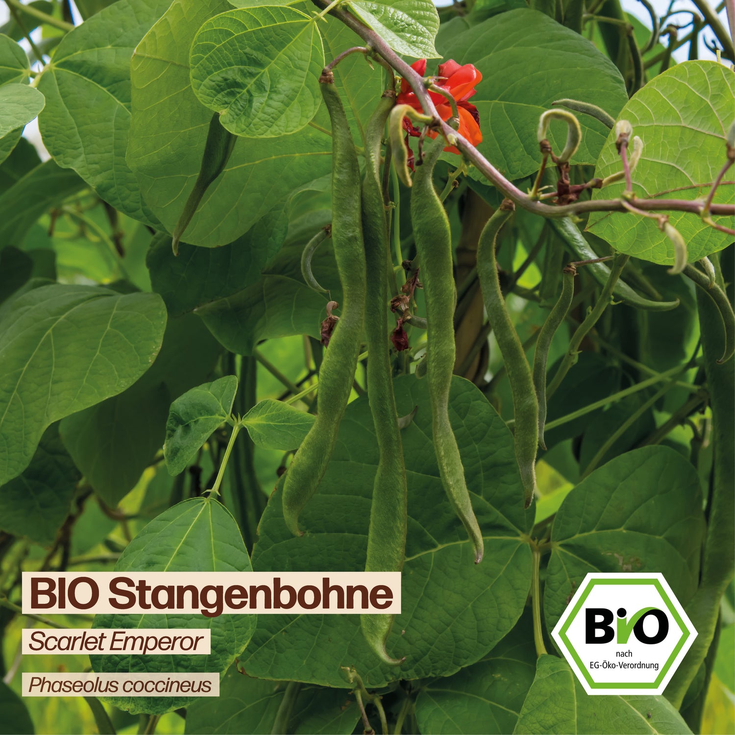 BIO Bohne "Scarlet Emperor"