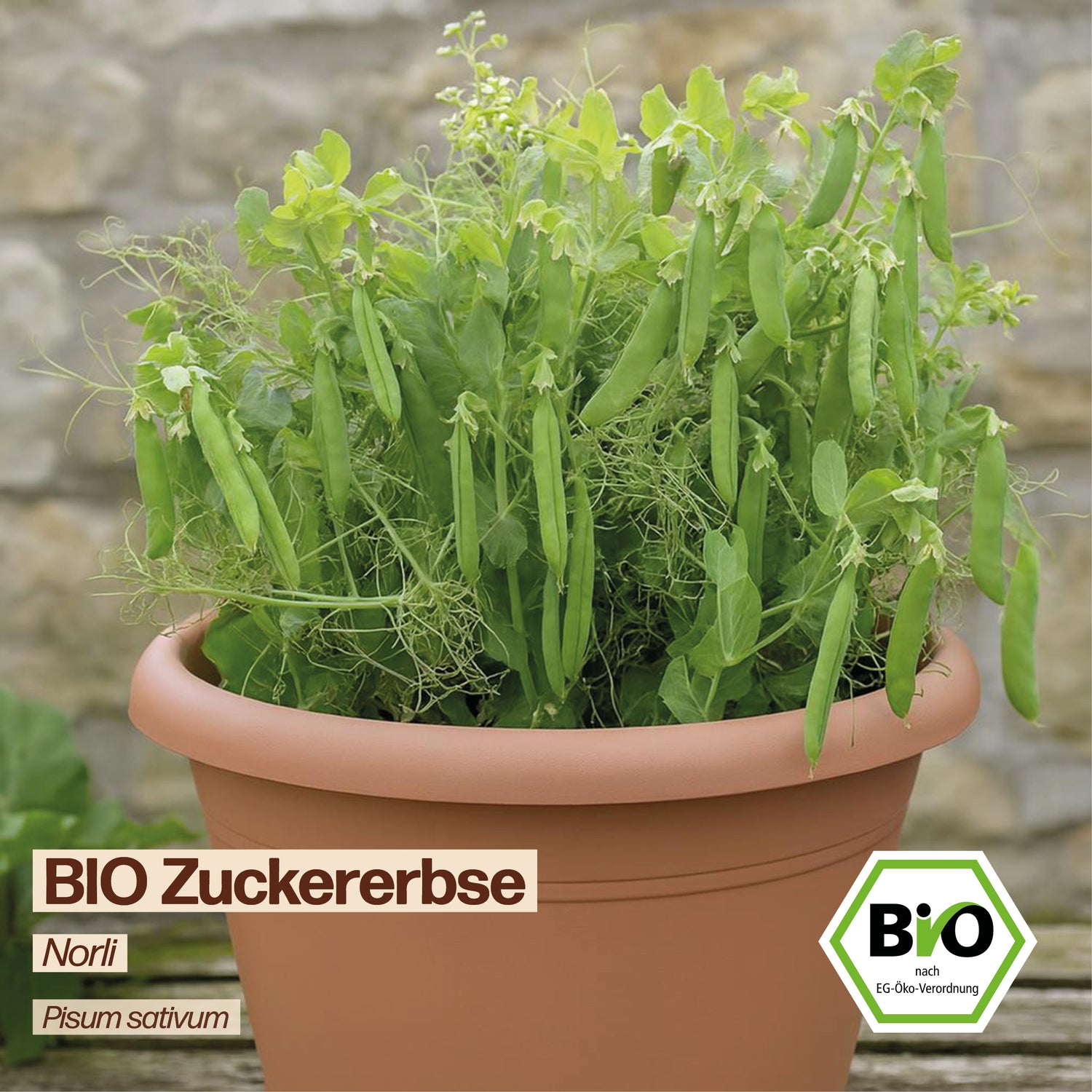 BIO Zuckerebse "Norli"