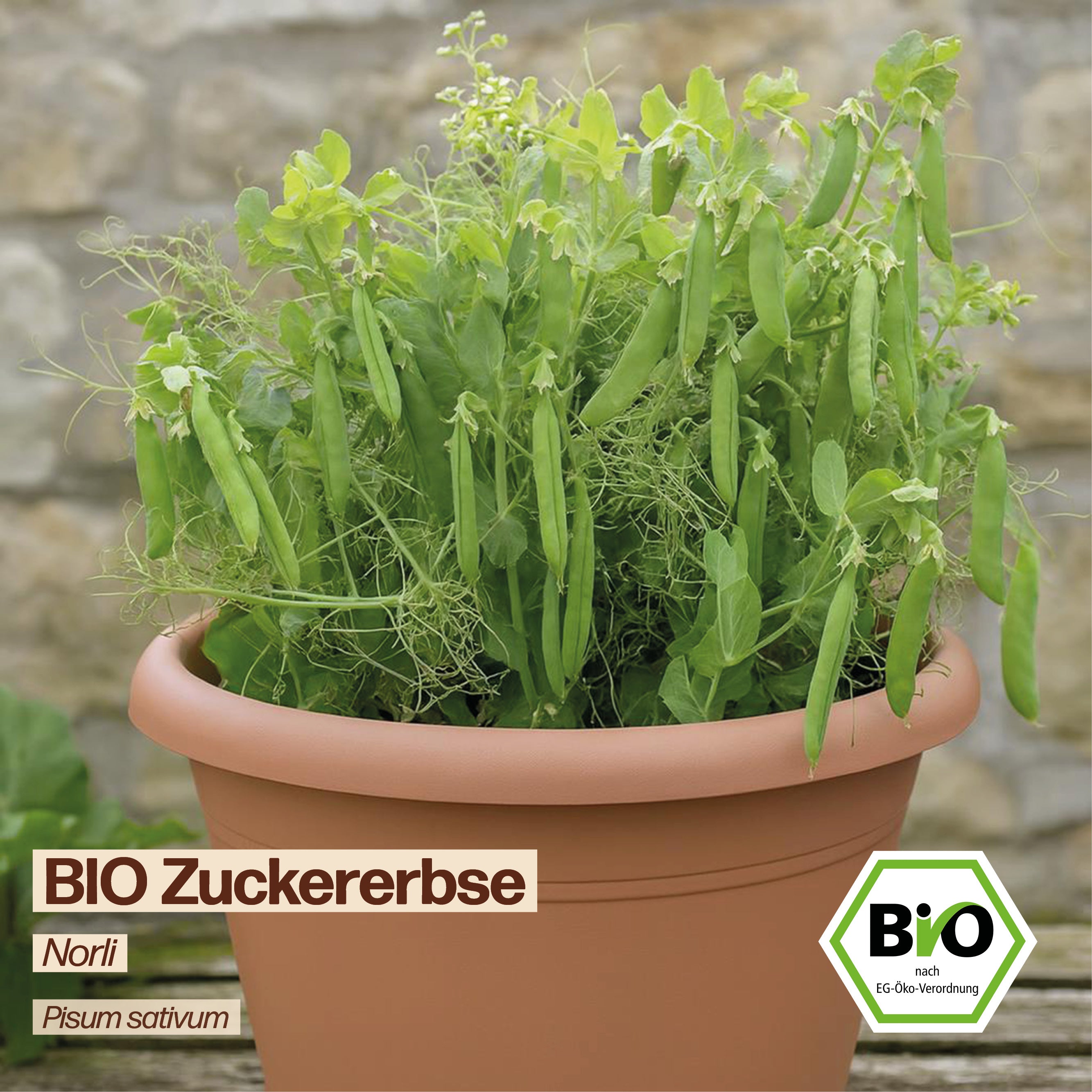 BIO Zuckerebse "Norli"