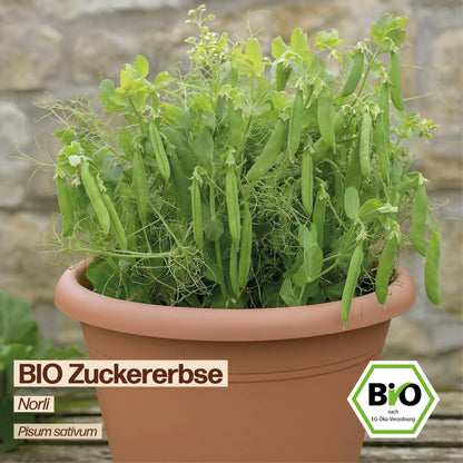 BIO Zuckerebse "Norli"
