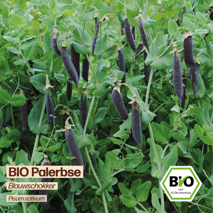 BIO Erbse "Blauwschokker"