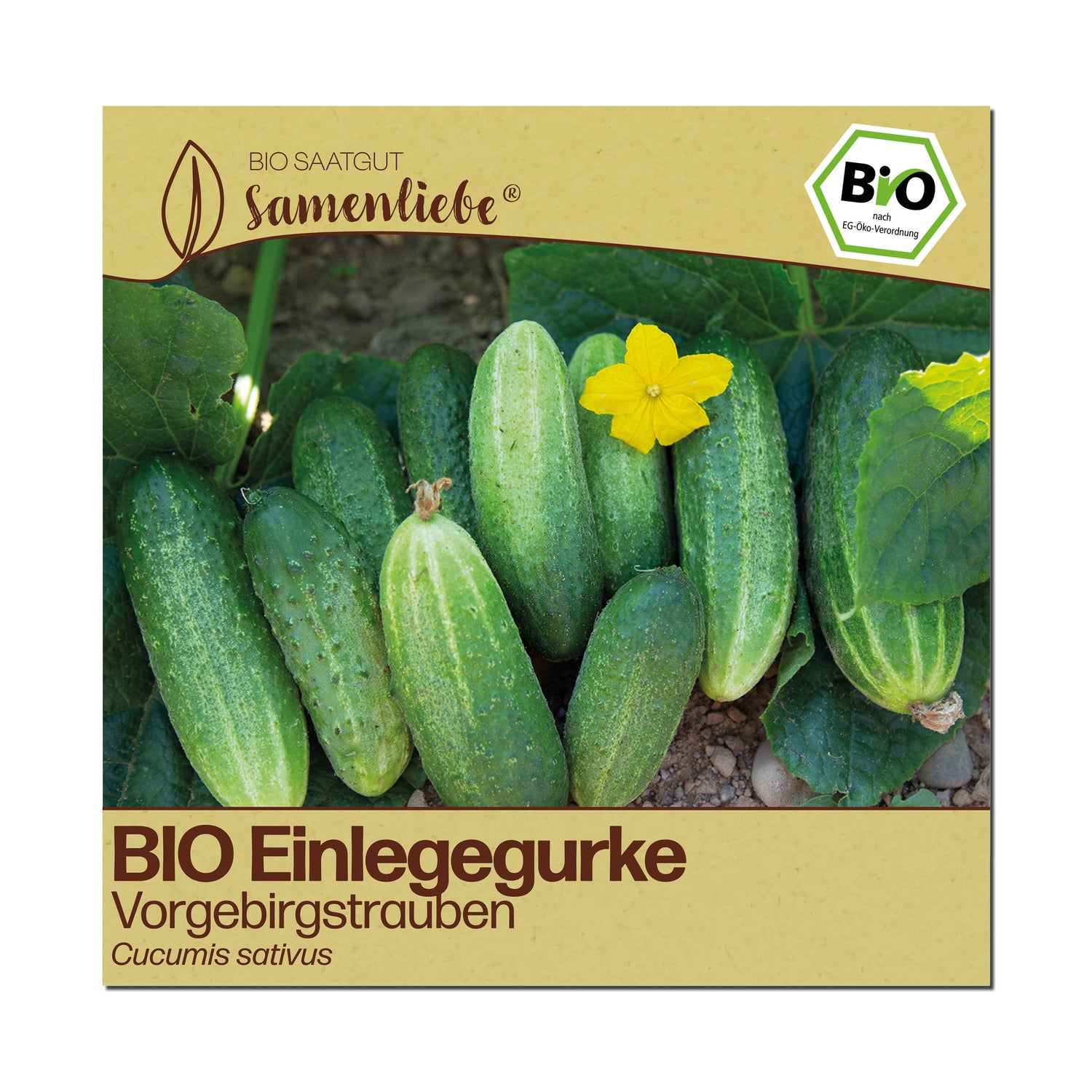 BIO Gurke "Vorgebirgstrauben"