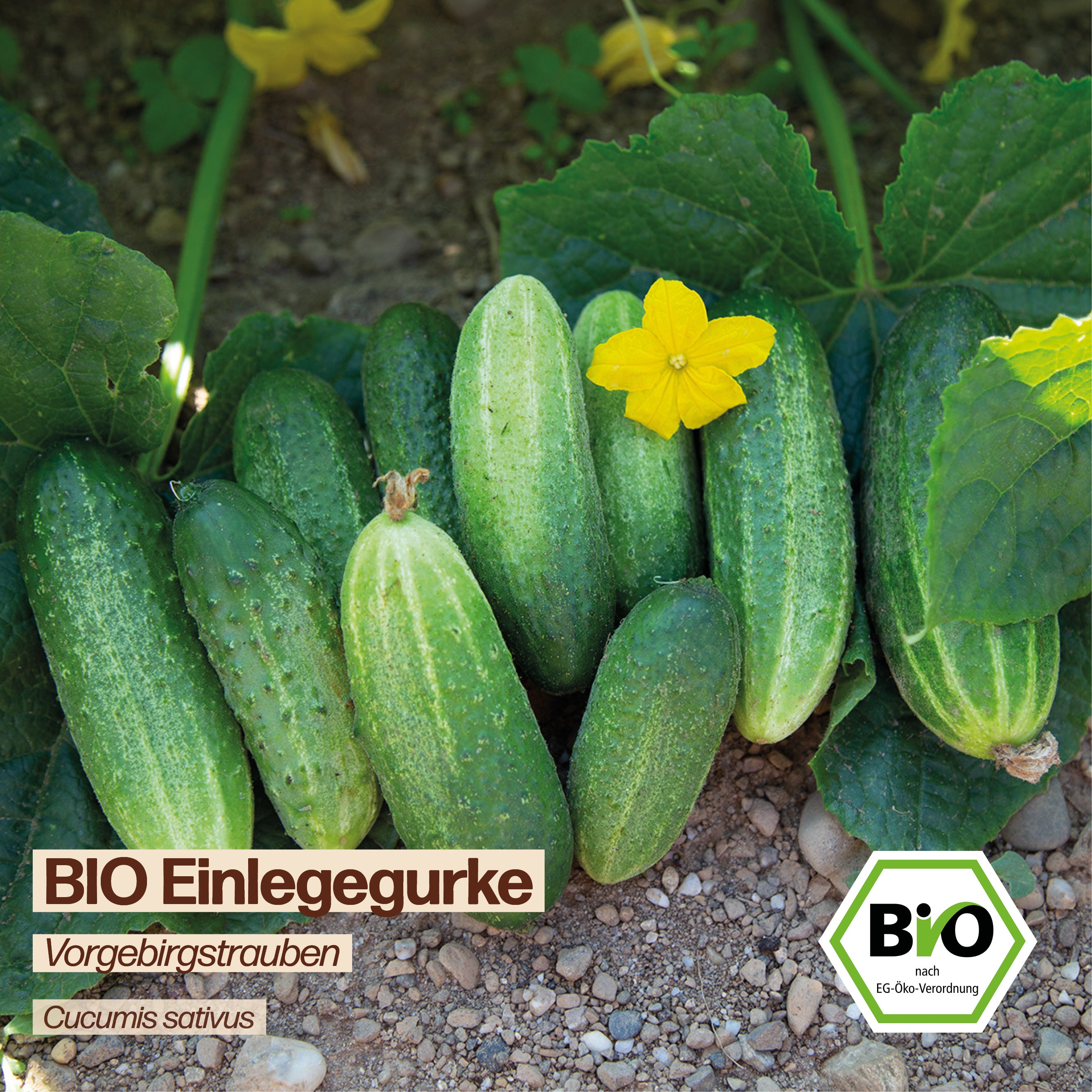 BIO Gurke "Vorgebirgstrauben"
