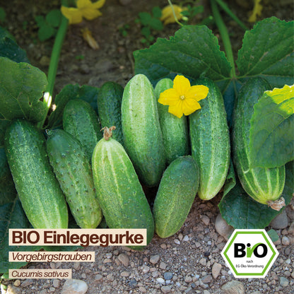 BIO Gurke "Vorgebirgstrauben"