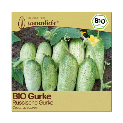 BIO Gurke "Russische Gurke"