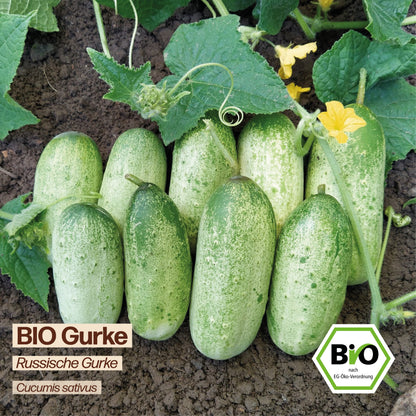 BIO Gurke "Russische Gurke"