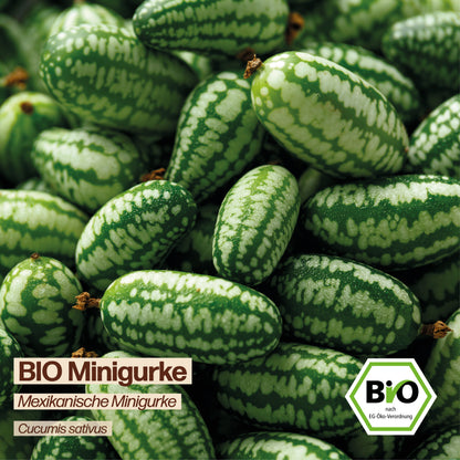 BIO Gurke "Mexikanische Minigurke"