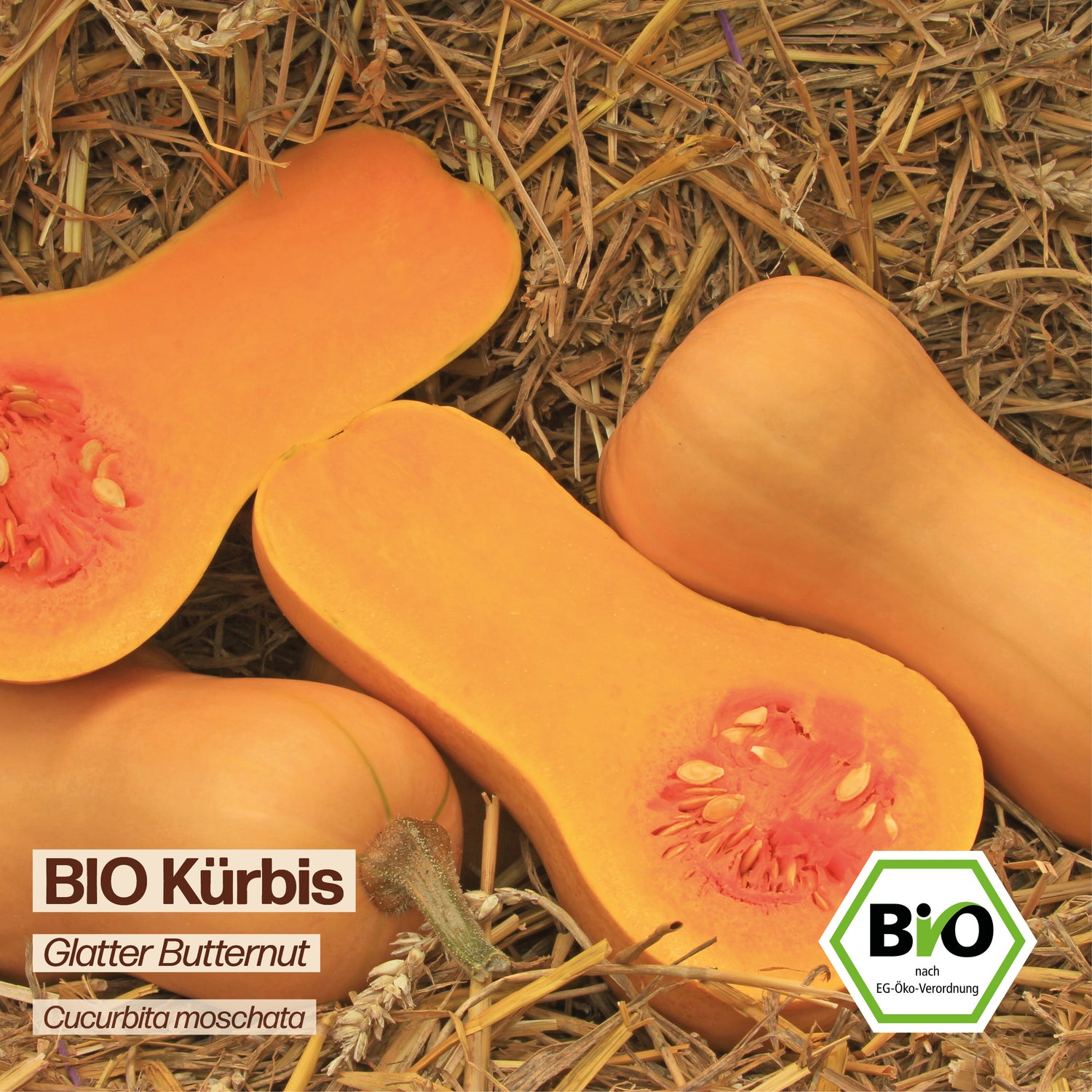 BIO Kürbis "Glatter Butternut"