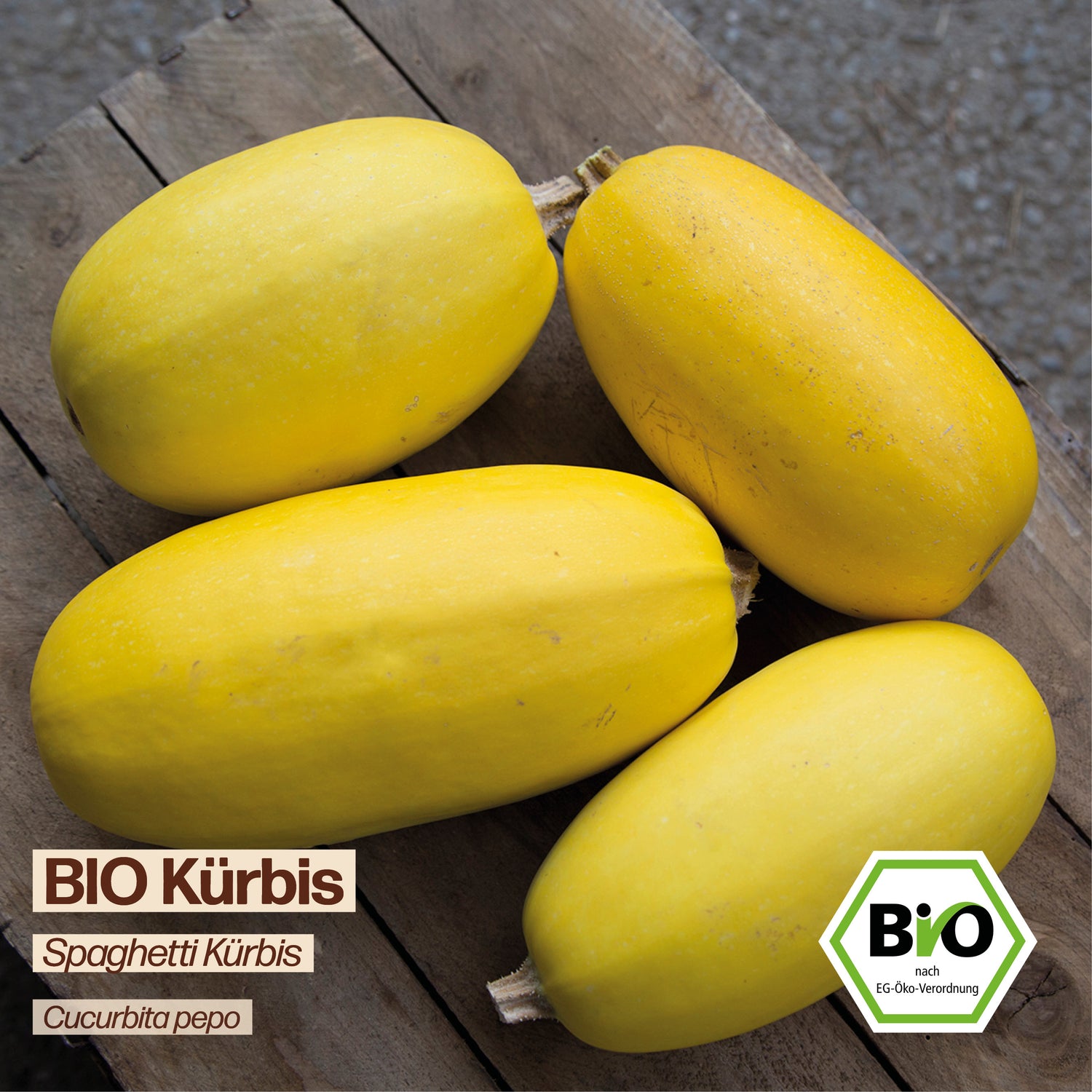 BIO Kürbis "Spaghetti Kürbis"
