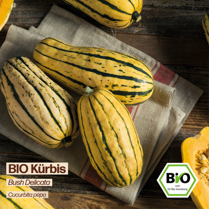 BIO Kürbis "Bush Delicata"