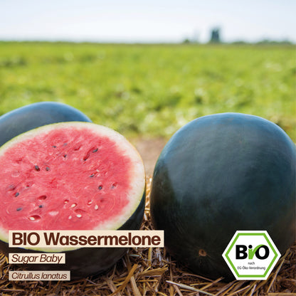 BIO Melone "Sugar Baby"