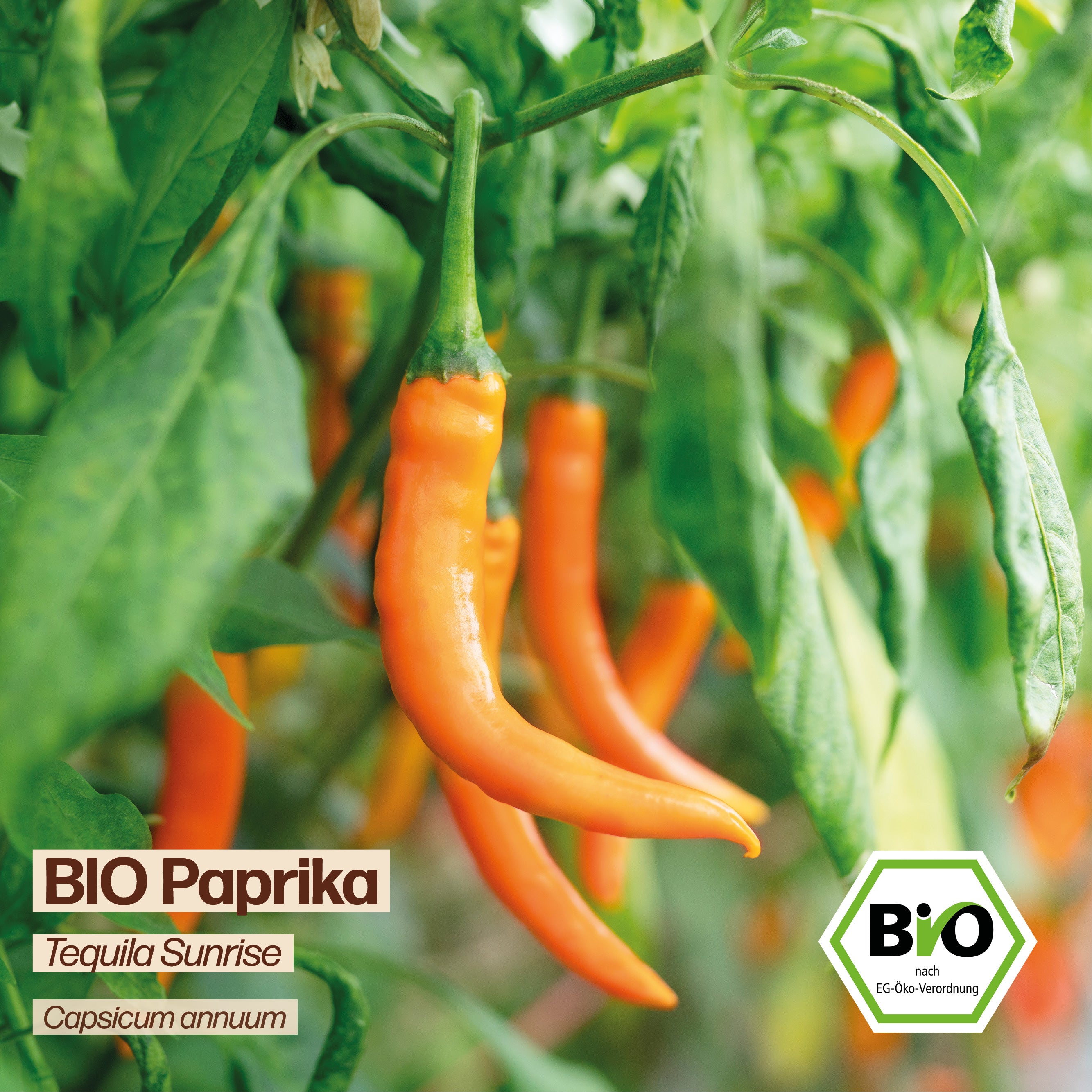 BIO Paprika "Tequila Sunrise"