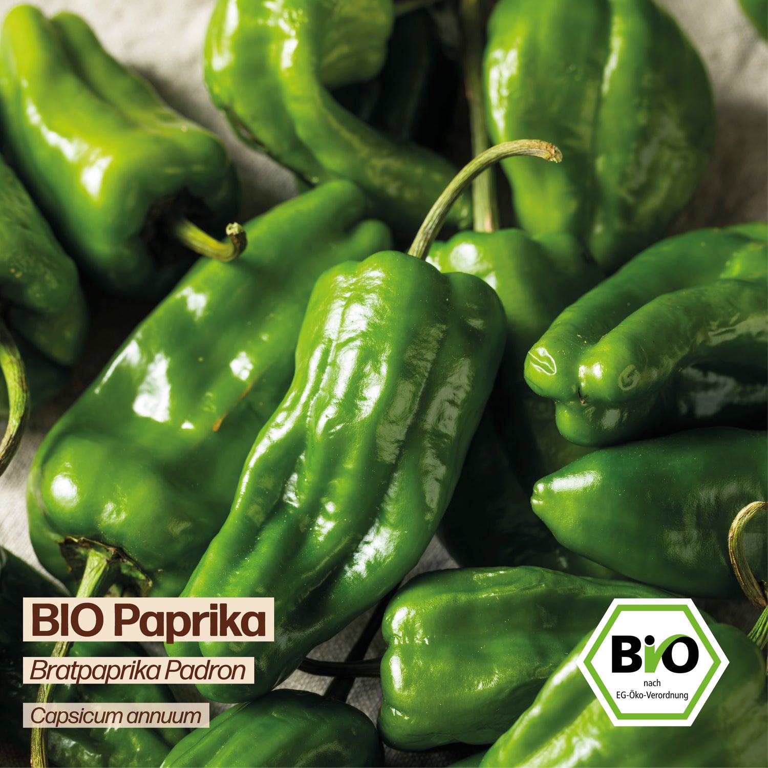 BIO Paprika "Padron"