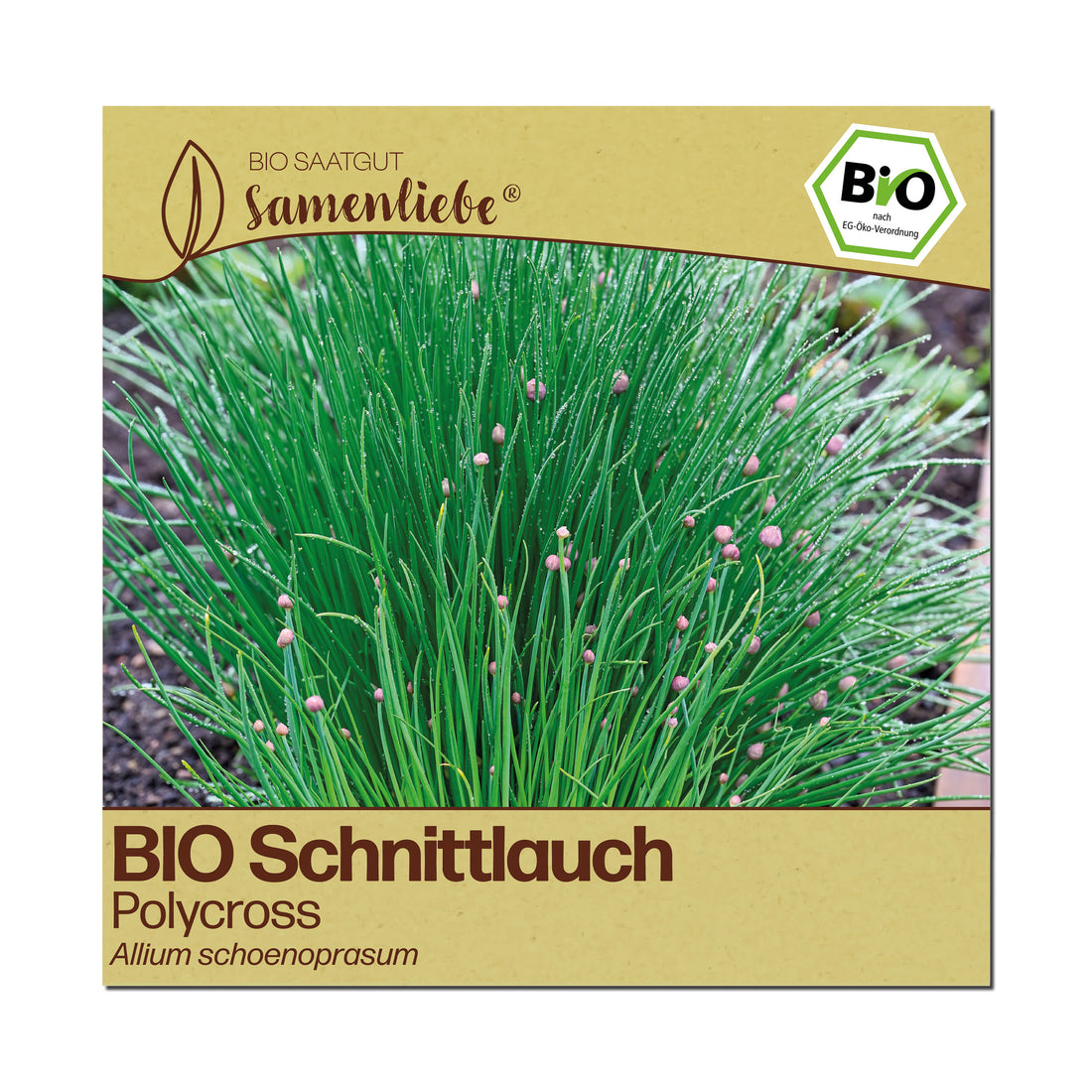 BIO Schnittlauch "Polycross"