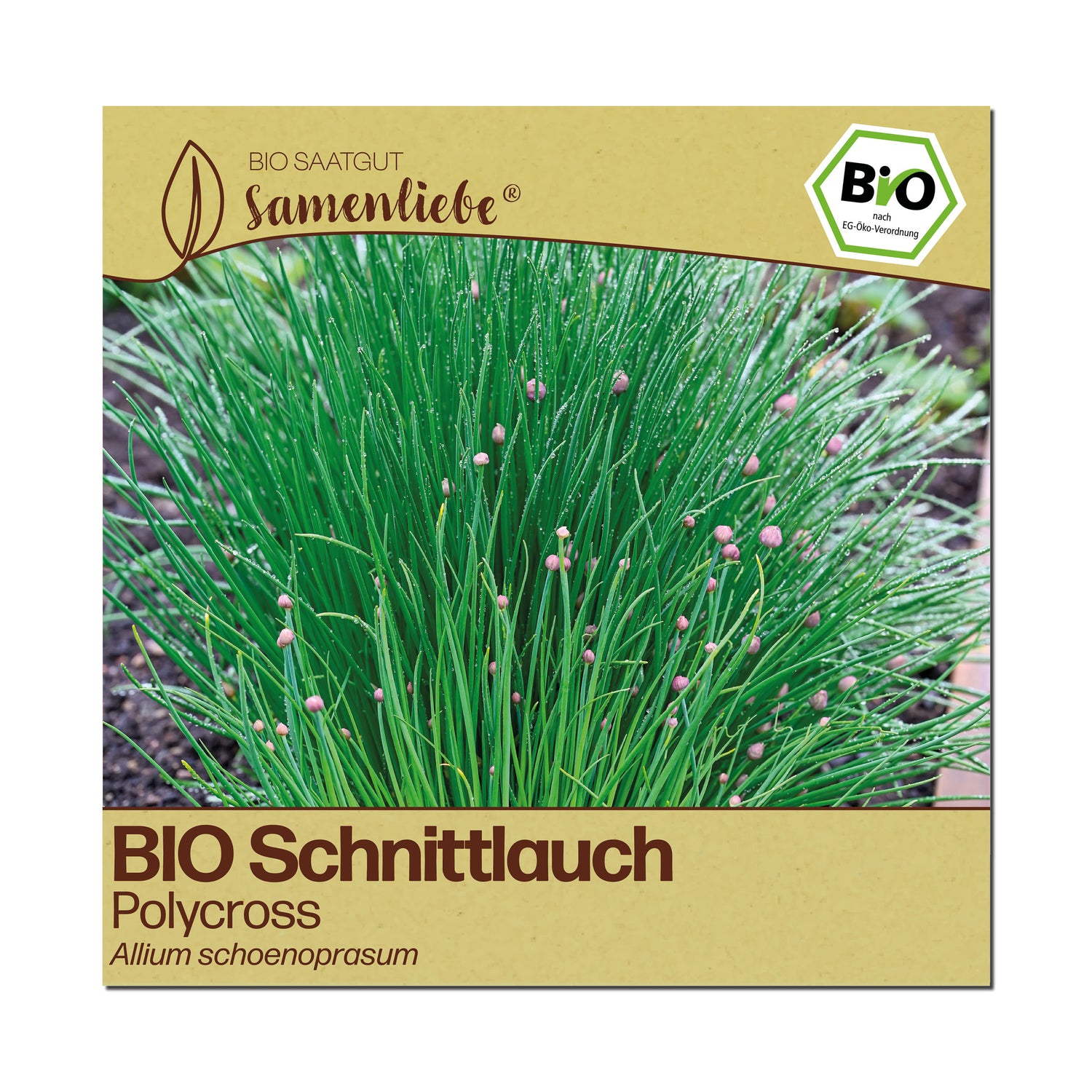 BIO Schnittlauch "Polycross"