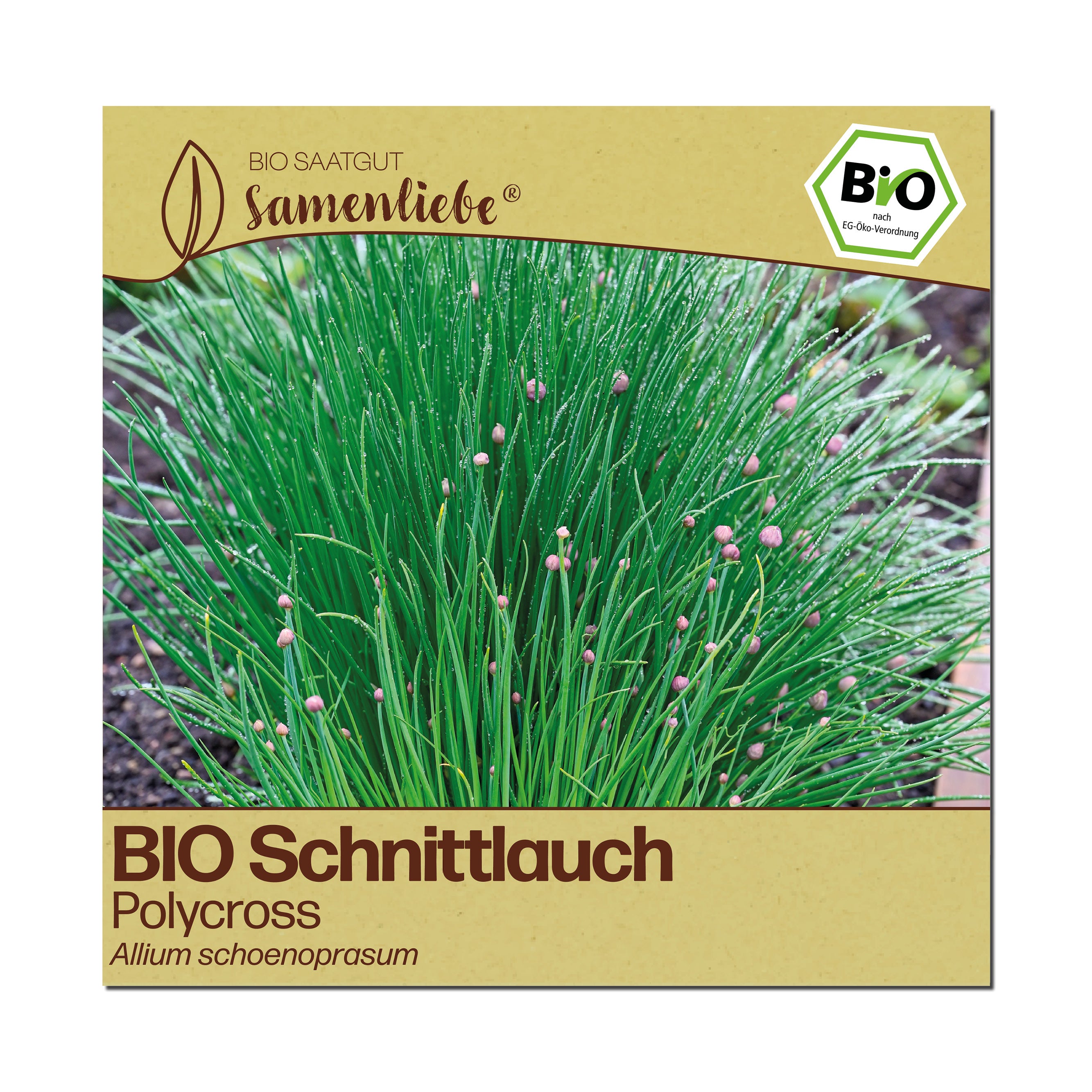 BIO Schnittlauch "Polycross"