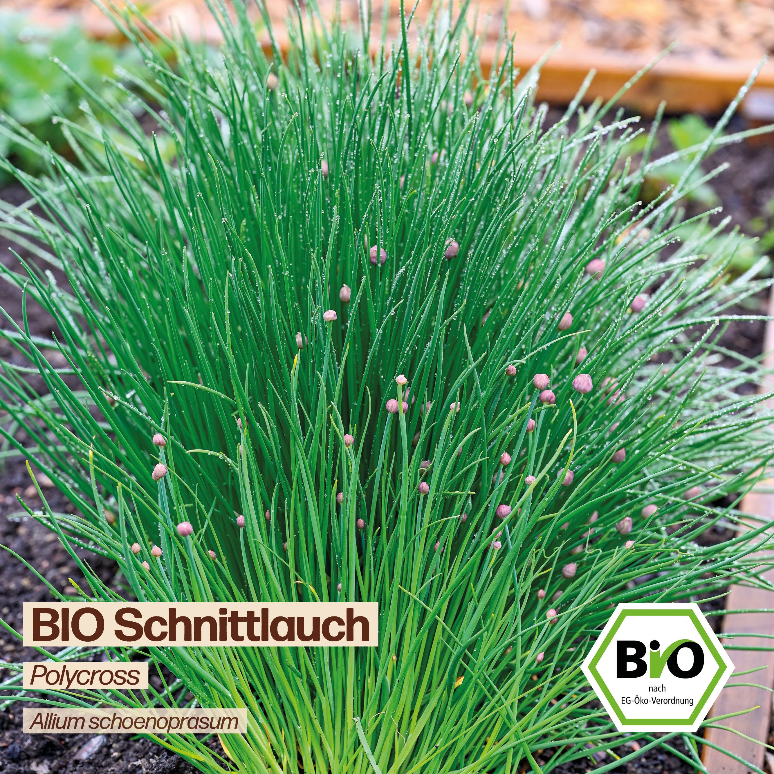 BIO Schnittlauch "Polycross"