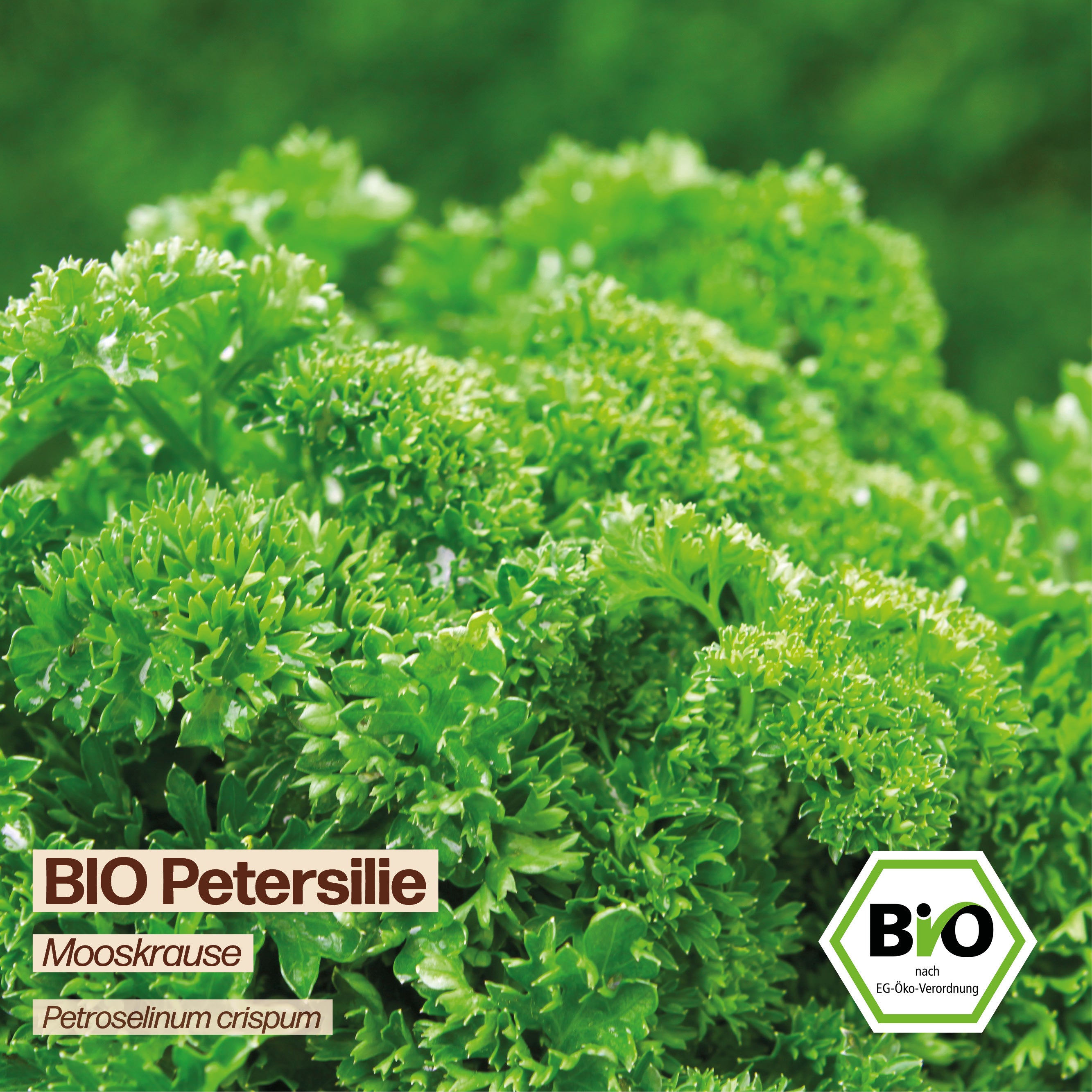 BIO Petersilie "Mooskrause"