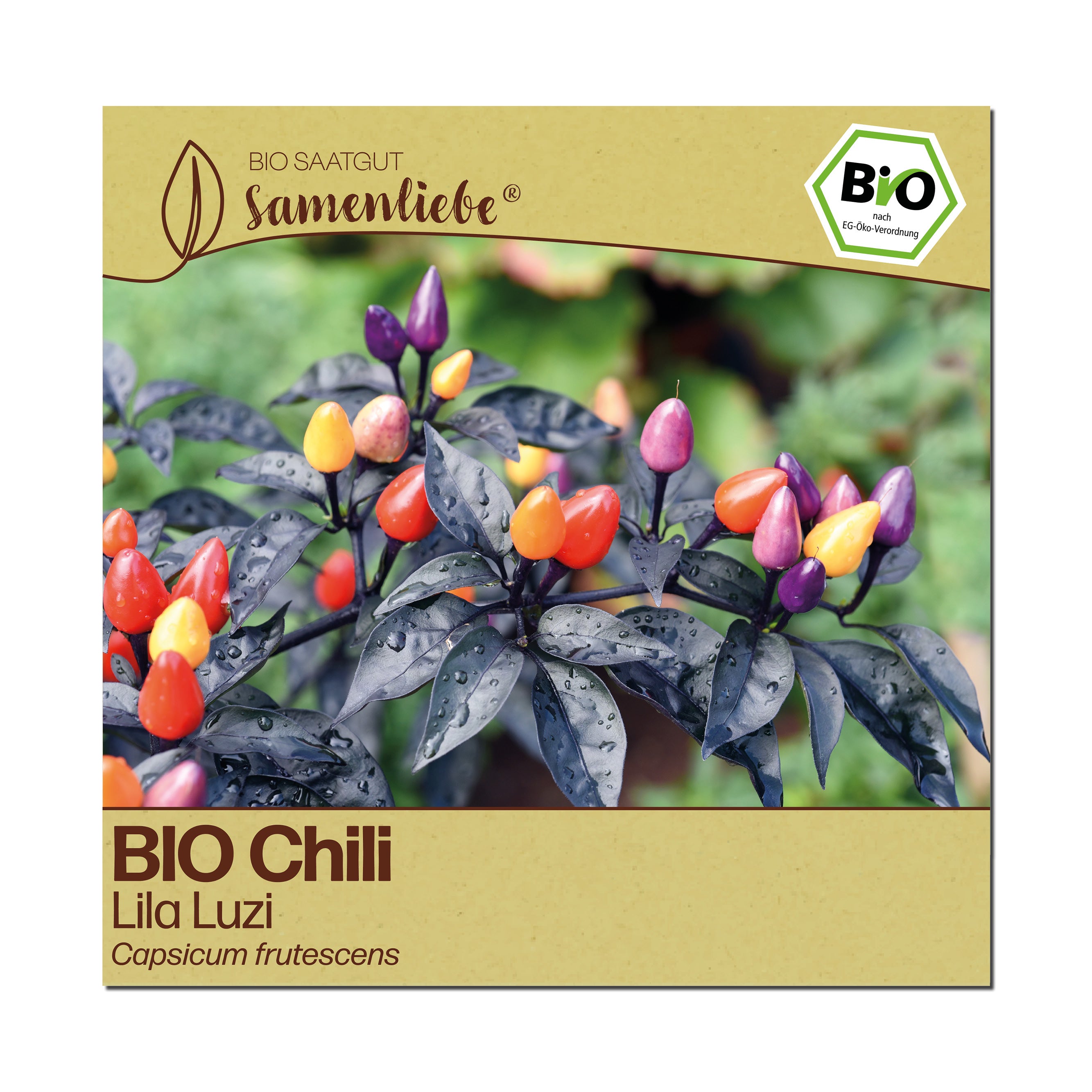 BIO Chili "Lila Luzi"