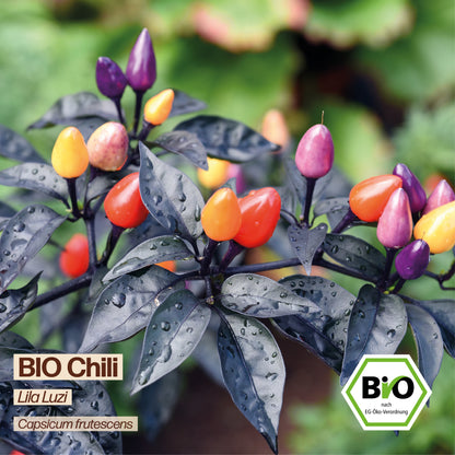 BIO Chili "Lila Luzi"