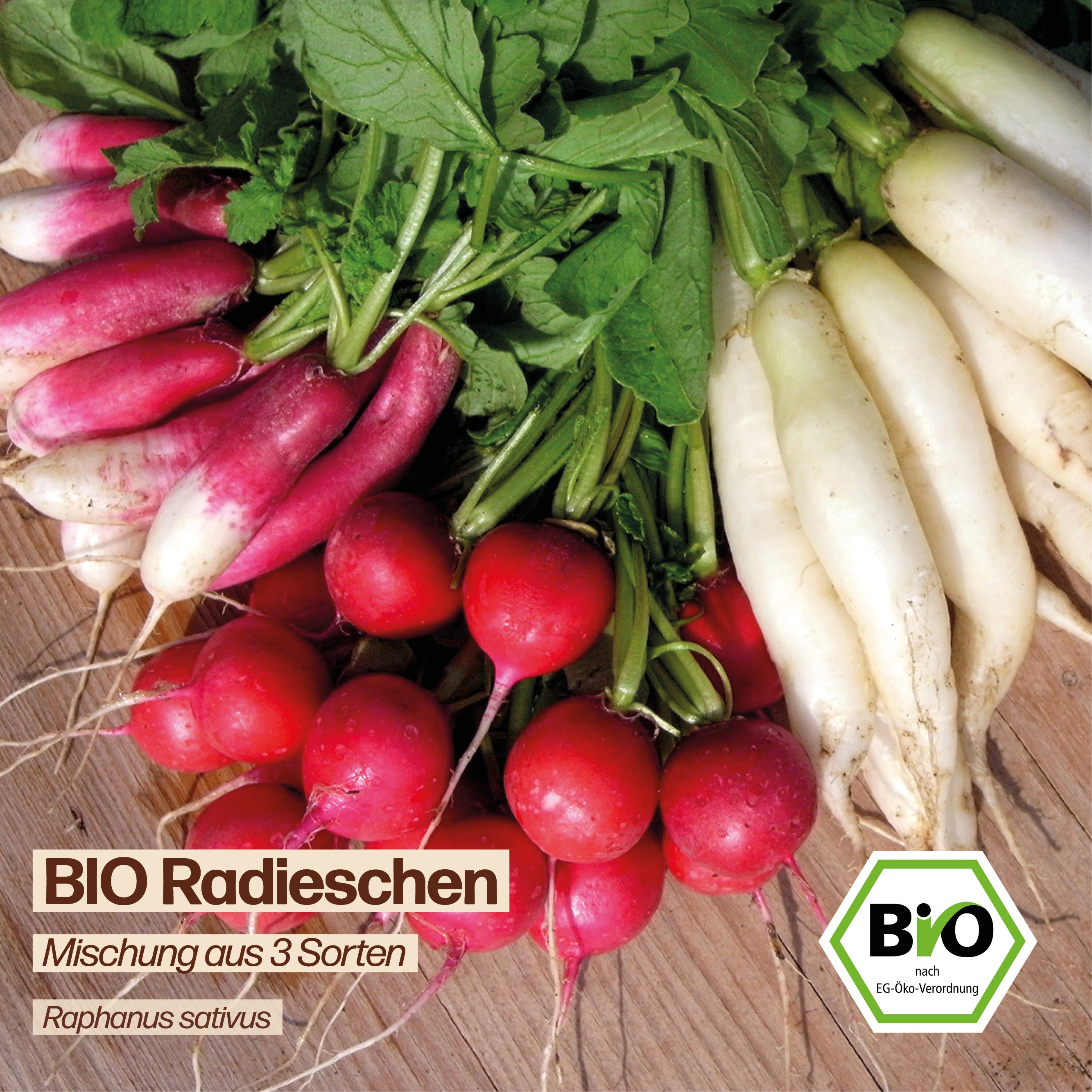 BIO Radieschen "Mischung aus 3 Sorten"