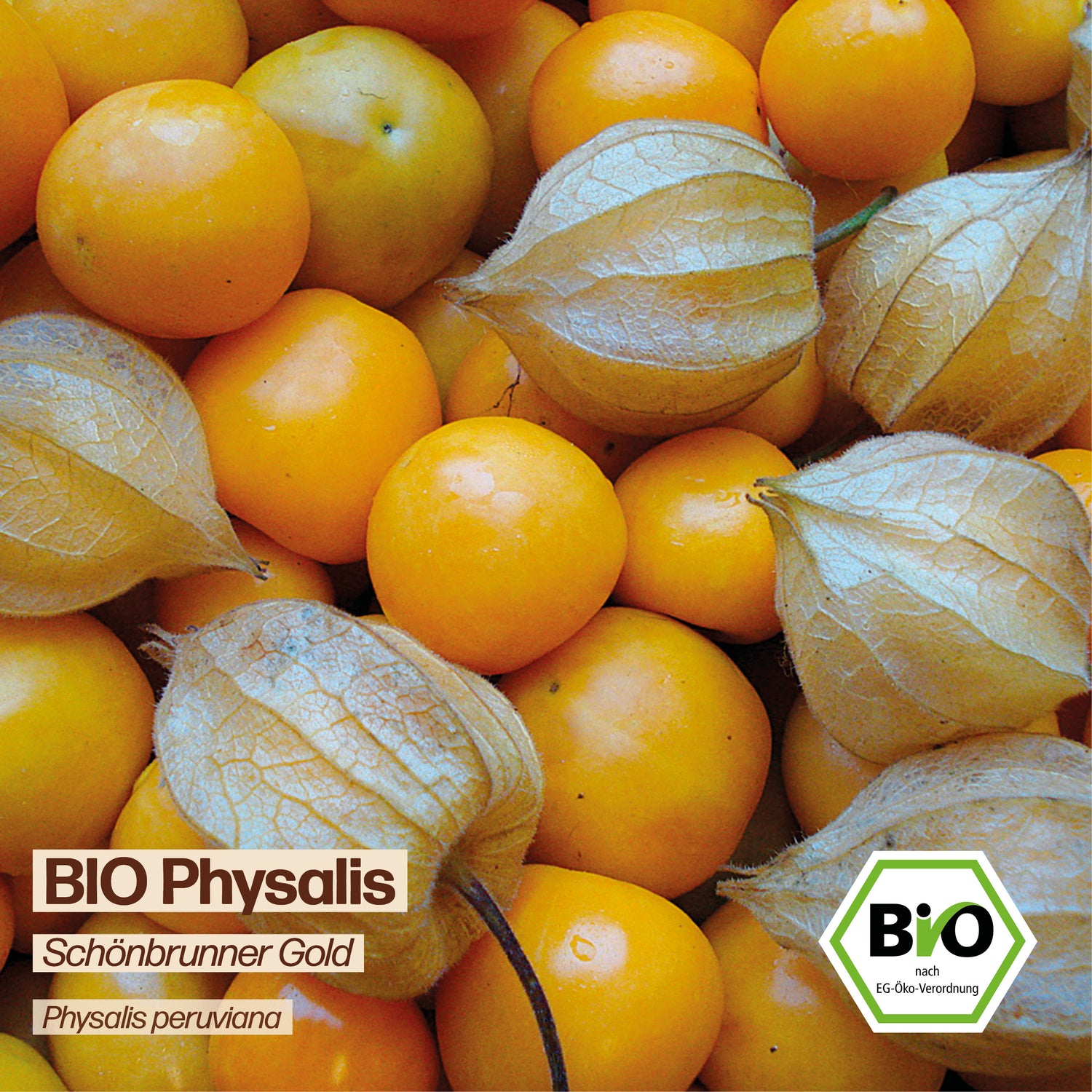 BIO Physalis "Schönbrunner Gold"