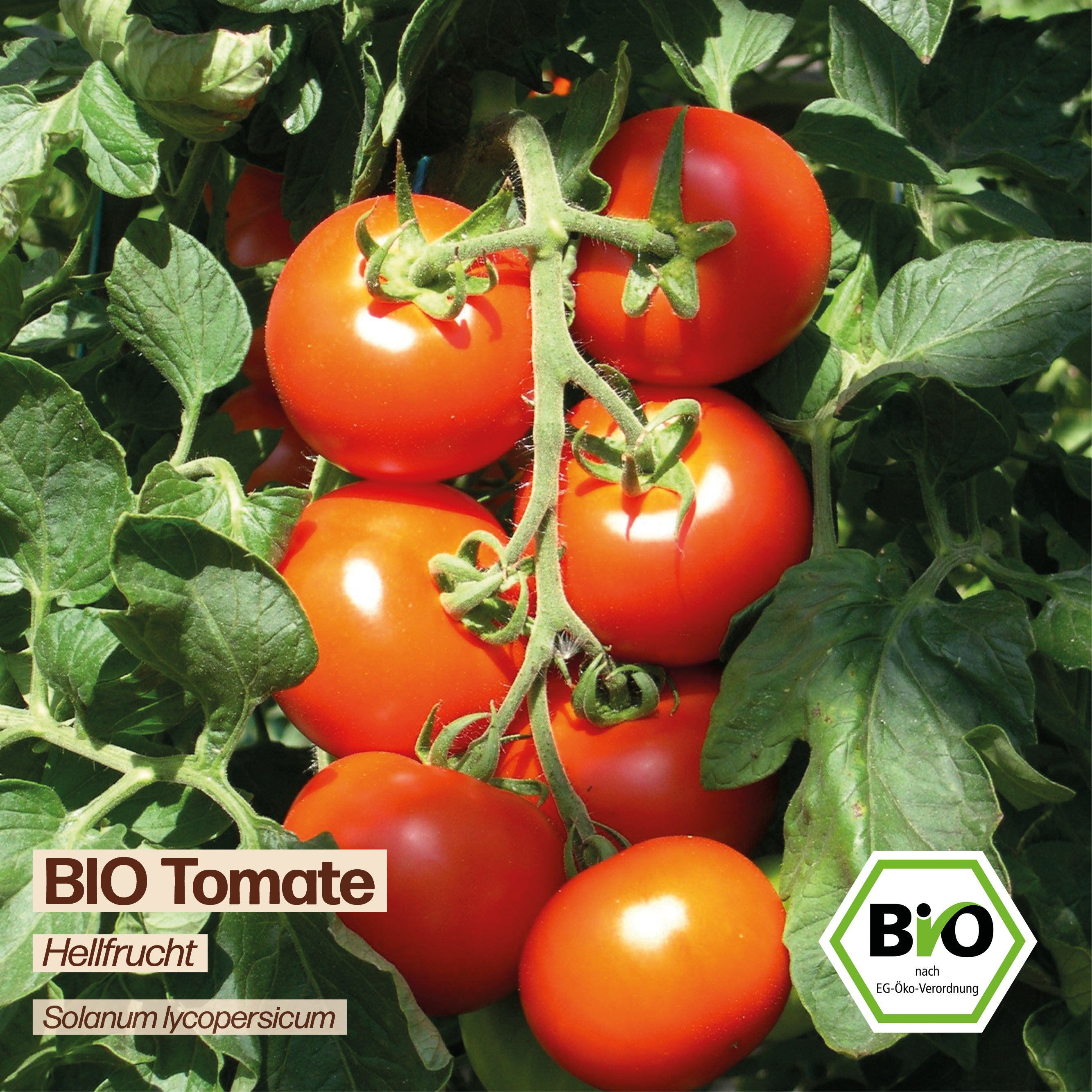 BIO Tomate "Hellfrucht"