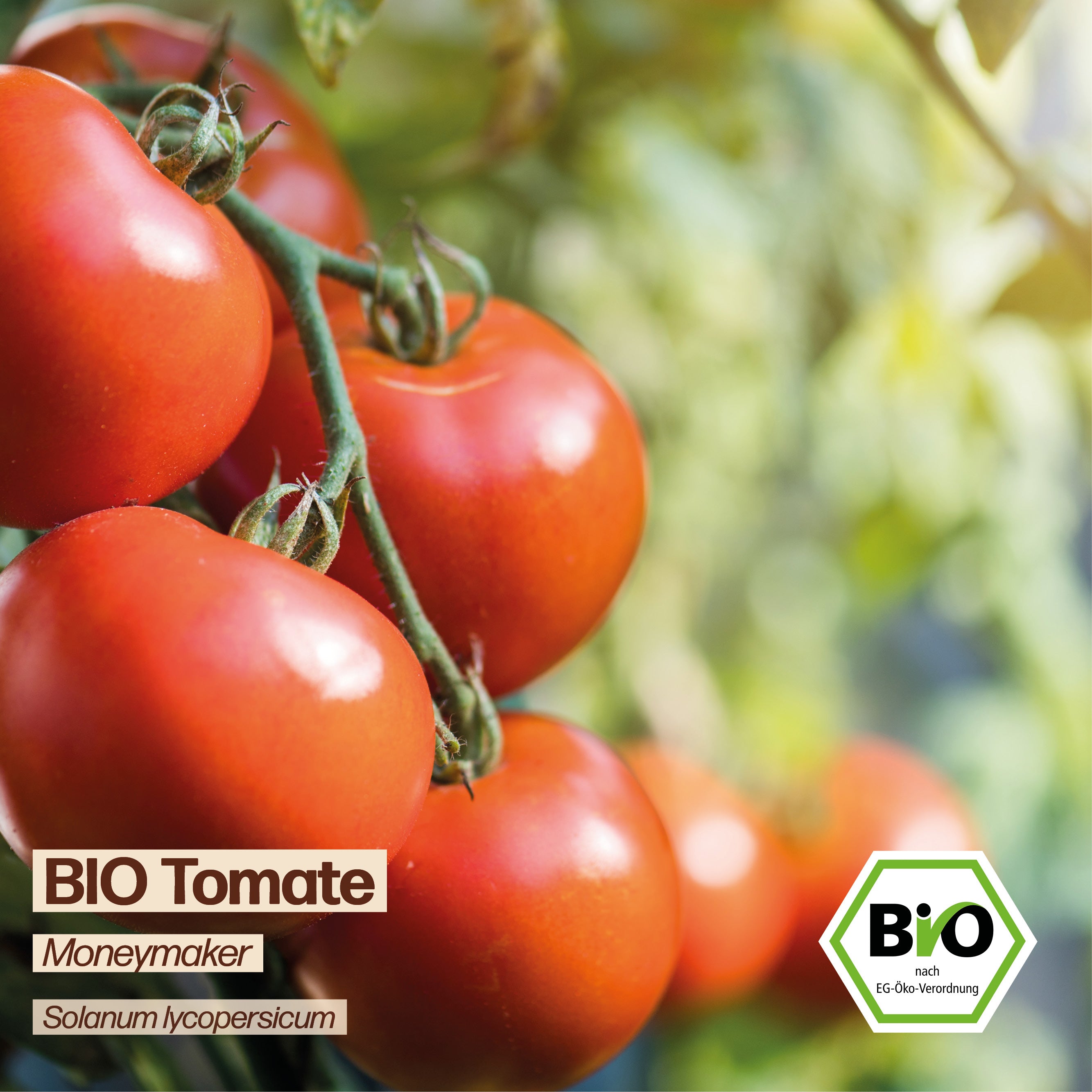 BIO Tomate "Moneymaker"