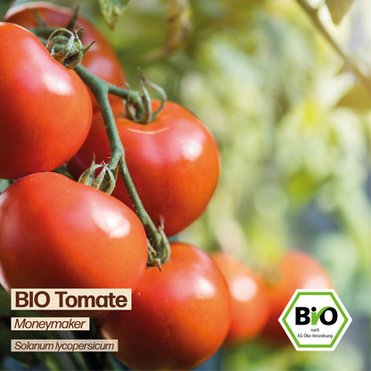 BIO Tomate "Moneymaker"
