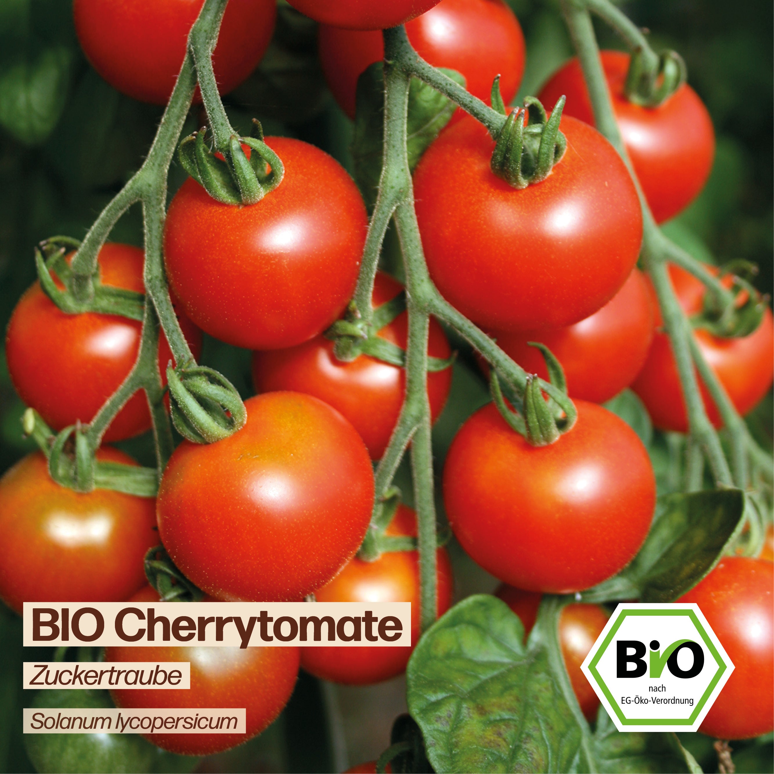BIO Tomate "Cherrytomate Zuckertraube"