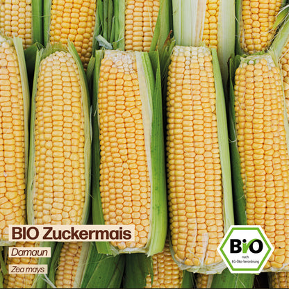 BIO Zuckermais "Damaun"
