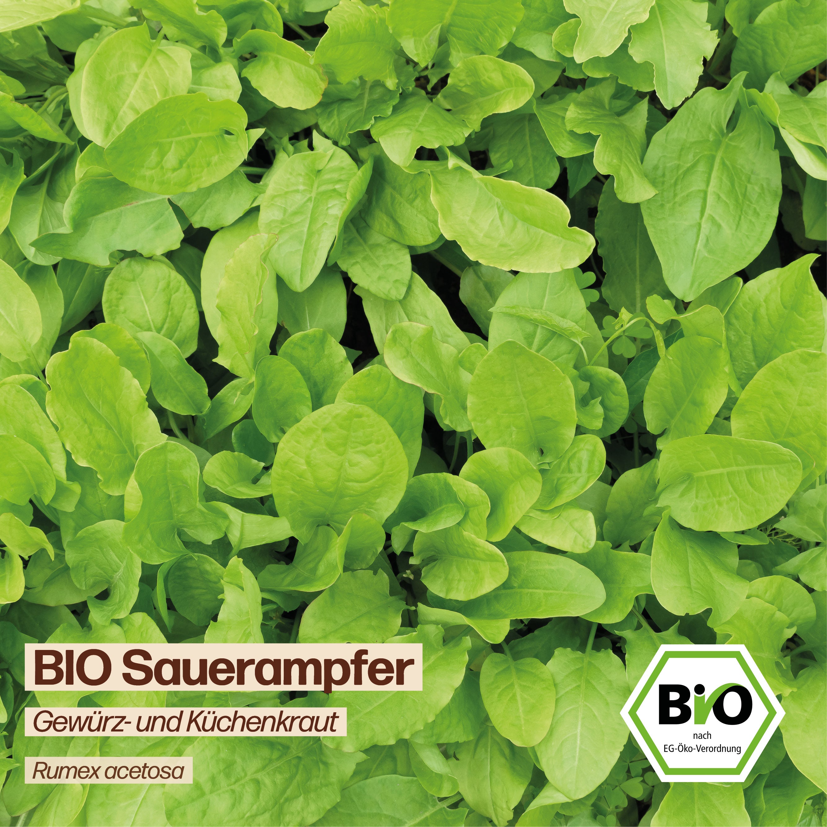 BIO Sauerampfer "Wildkraut"