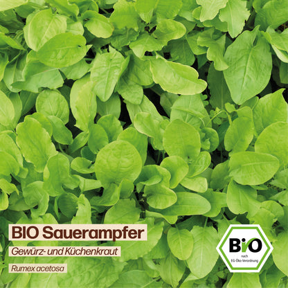 BIO Sauerampfer "Wildkraut"