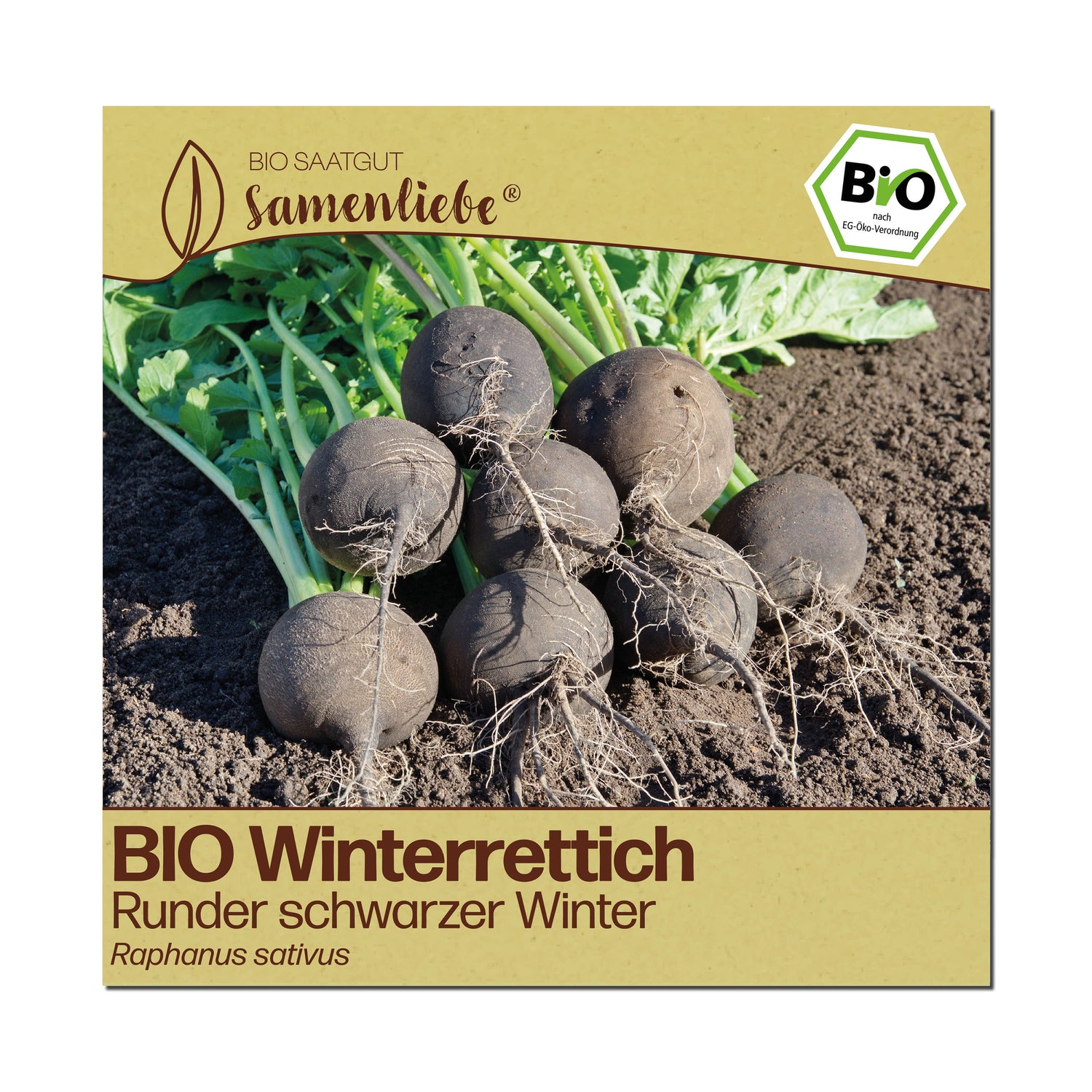 BIO Rettich "Runder schwarzer Winter"