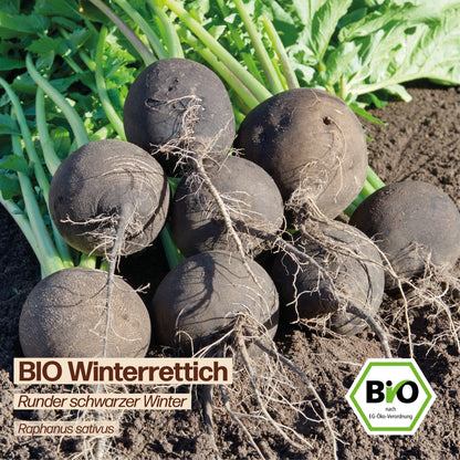 BIO Rettich "Runder schwarzer Winter"