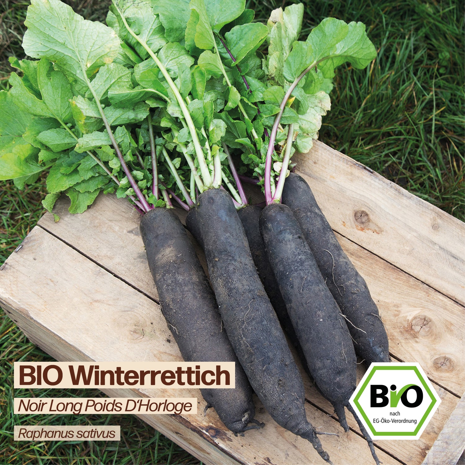 BIO Rettich "Noir Long Poids D&