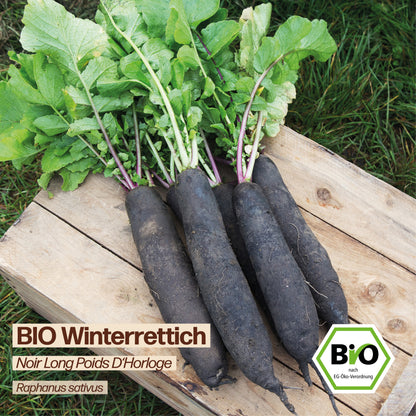 BIO Rettich "Noir Long Poids D&